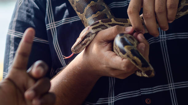Python Wrapped Around Neck Snake Around Neck Stock Photos, Pictures & Royalty-Free Images - iStock