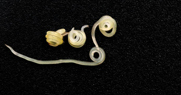 Anisakis worms parasites of fish
