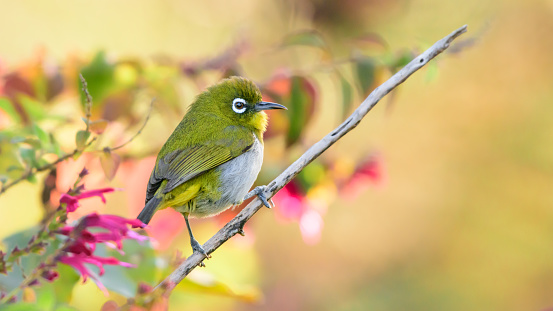 Sri Lanka white-eye Bird perched in a branch against the natural colorful background. The endemic cute bird was photographed in Horton plains national park.