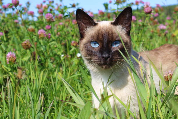 istock Siamese cat in nature among tall grass. 1400287659