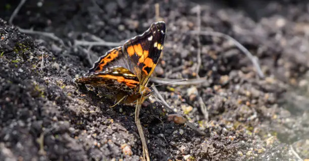 Photo of Beautiful red admiral butterfly perched on the ground in Horton Plains national park.