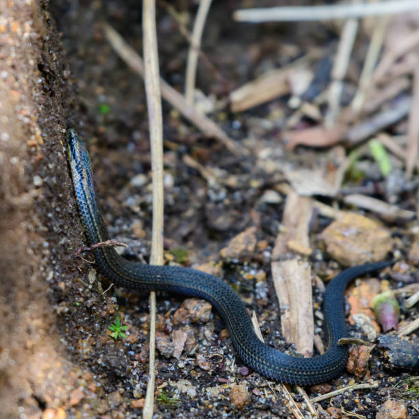 istock Common rough-sided snake known as dalawa medilla which lives in highland areas. Endangered endemic species in Sri Lanka. 1400287708