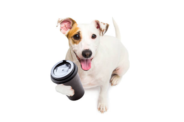 Dog with a cup of coffee stock photo