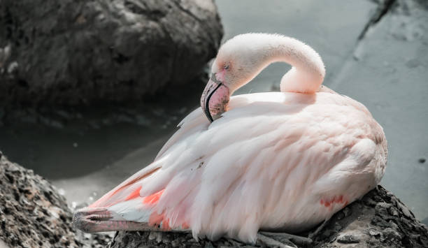 istock Flamingo enjoying the sun 1400287774