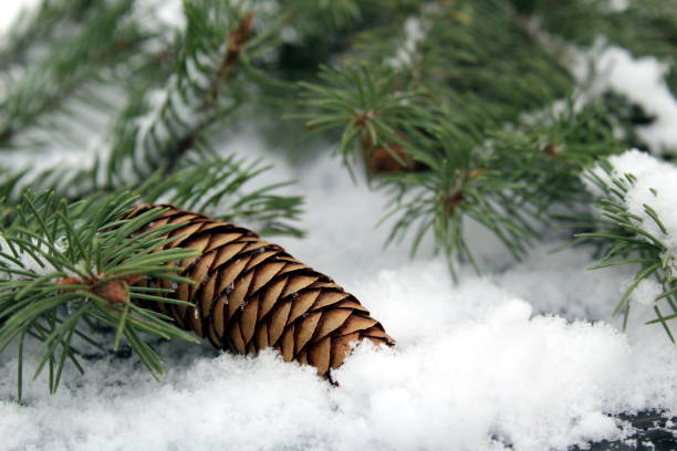 istock A green spruce branch with a cone lies on the snow. 1400287953