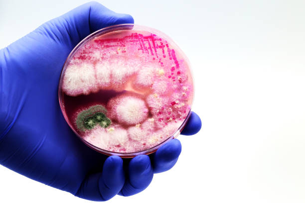 isolated fungal colonies in the laboratory - petri dish agar jelly laboratory glassware bacterium imagens e fotografias de stock