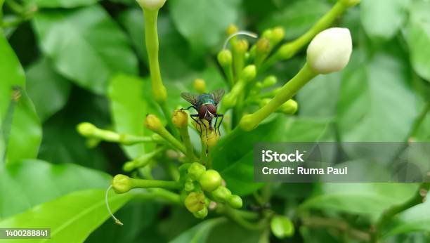 Insect Stock Photo - Download Image Now - Color Image, Green Color, Horizontal