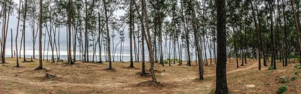 Photo of Pine forest on sand beach of some sea side at the coastal area of Digha, West Bengal, India.