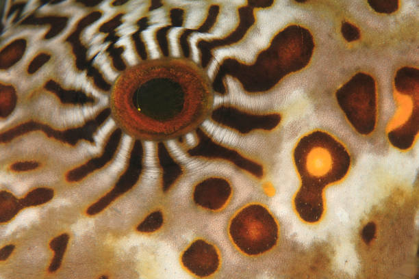 istock Eye of a Map pufferfish -Arothron mappa 1400289641