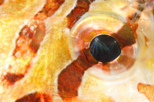 Eye of a Lionfish - Pterois antennata Details and close-up of a lionfish eye pterois antennata lionfish stock pictures, royalty-free photos & images