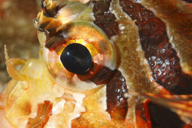 Eye of a Lionfish - Pterois antennata Details and close-up of a lionfish eye pterois antennata lionfish stock pictures, royalty-free photos & images