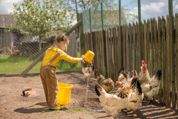 Rustic Chicken Coop/Farm Feed Bucket Rustic Chicken Coop/Farm Feed Bucket