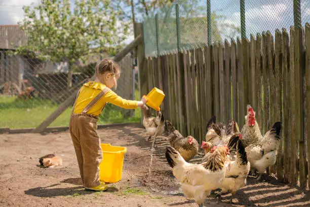 Photo of Girl with pigtails dressed in rustic-style jumpsuit feeds chickens with grass and pours water from bucket. Poultry farming on farm. Life and childhood in village. Child in backyard with animals