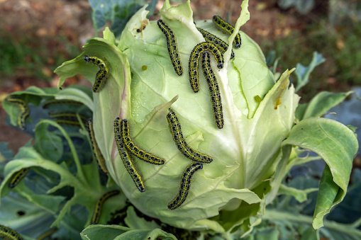A lot of caterpillars close-up. Caterpillars eat the leaves of a cabbage.