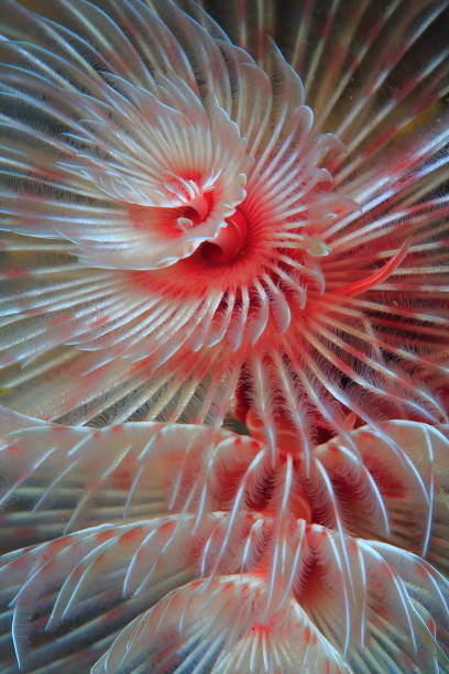 istock Christmas-tree tube Worm 1400293142