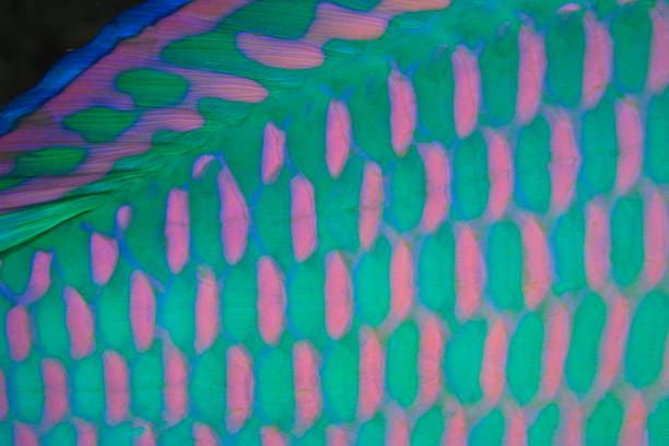 istock Underwater colors Parrot fish skin 1400293219