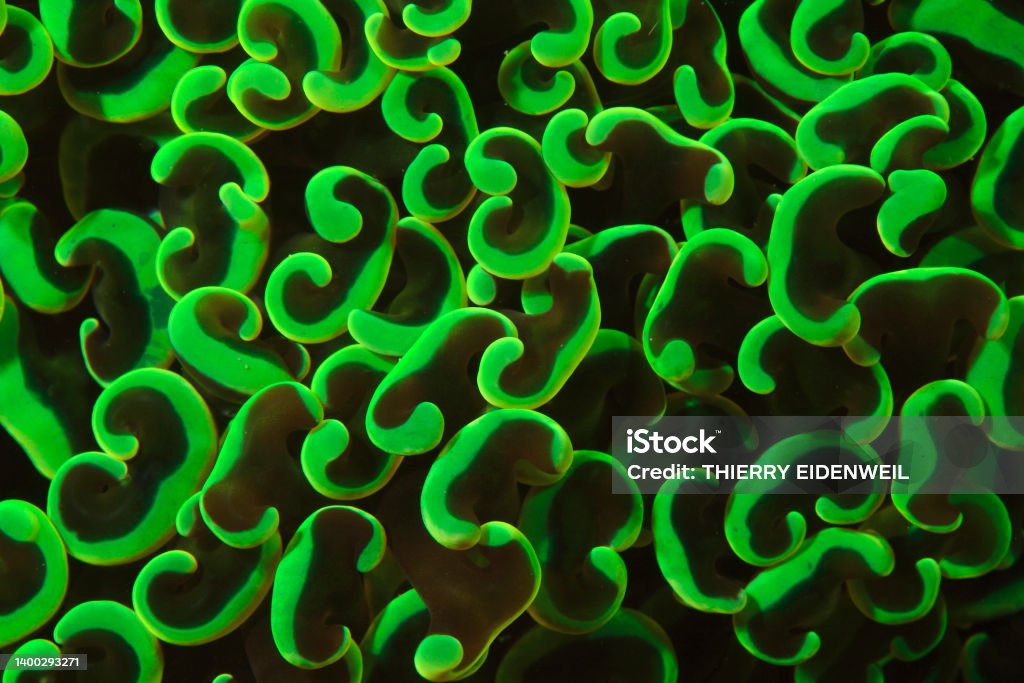 Corail mou - Green Hammer Soft coral - Weichkoralle - (  Euphyllia cristata ) Backgrounds Stock Photo