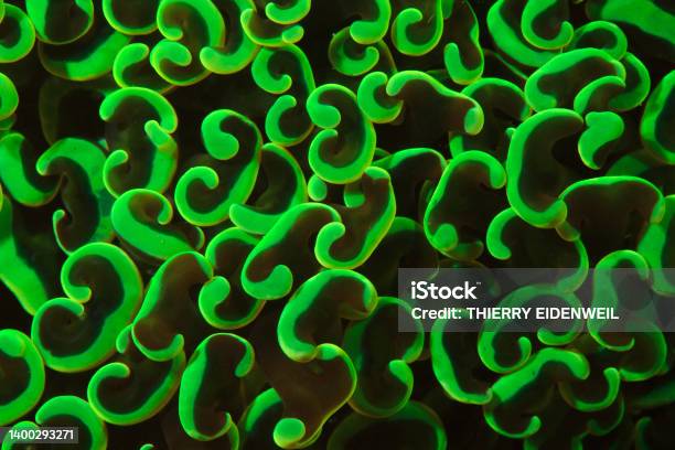 Corail Mou Green Hammer Soft Coral Weichkoralle Stock Photo - Download Image Now