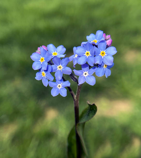 istock Vergissmeinnicht, Myosotis, sylvatica 1400293800