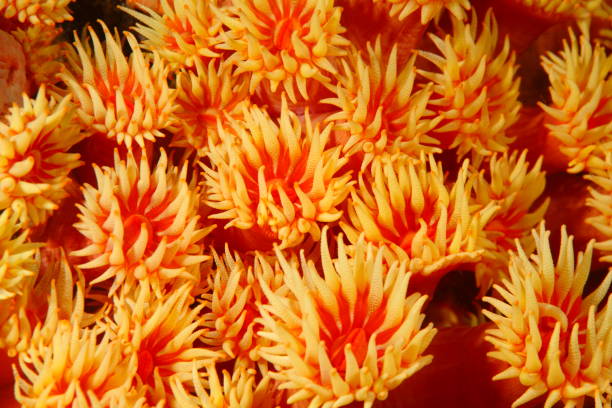 istock Orange Tube Coral - ( Tubastrea sp. ) 1400293947