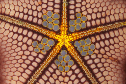 The hidden and colored face of a starfish