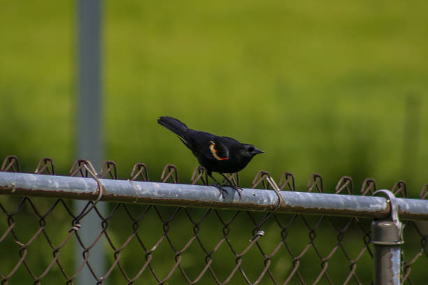 A red-winged blackbird on a fence.