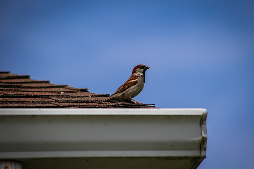 A bird sitting on a roof.