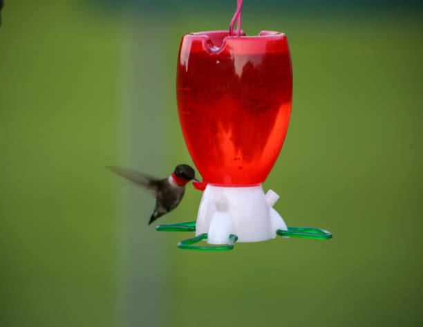 istock Hummingbird at the Feeder 1400294536