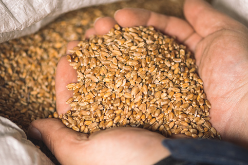 Wheat grains on the hands of a farmer near a sack, food or grain for bread, global hunger crisis