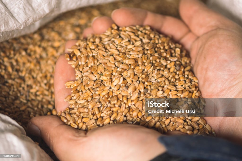 Wheat grains on the hands of a farmer near a sack, food or grain for bread, global hunger crisis Wheat grains on the hands of a farmer near a sack, food or grain for bread, global hunger crisis concept due to war, close up Cereal Plant Stock Photo