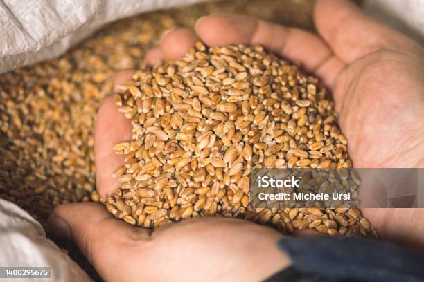 Wheat Grains On The Hands Of A Farmer Near A Sack Food Or Grain For Bread Global Hunger Crisis Stock Photo - Download Image Now