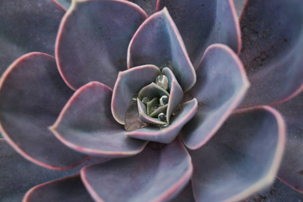 istock Close up succulent plant in garden top view 1400295768