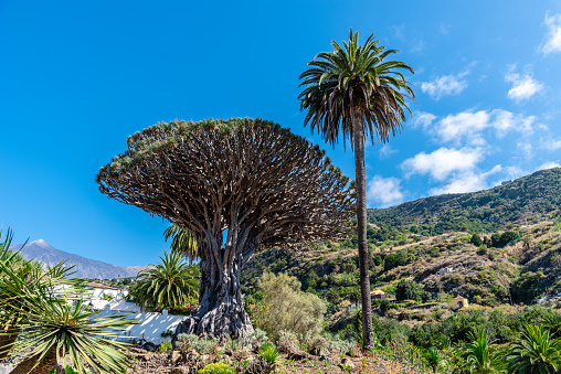 Drago Milenario in Icod de los Vinos town. It is the oldest, around a thousend years old, and largest living specimen of Dracaena draco, or dragon tree, in Parque del Drago. It is one of the symbols of Tenerife, and was declared a national monument