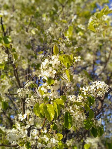 Calary Tree 130+ Callery Pear Tree Stock Photos, Pictures & Royalty-Free Images ...