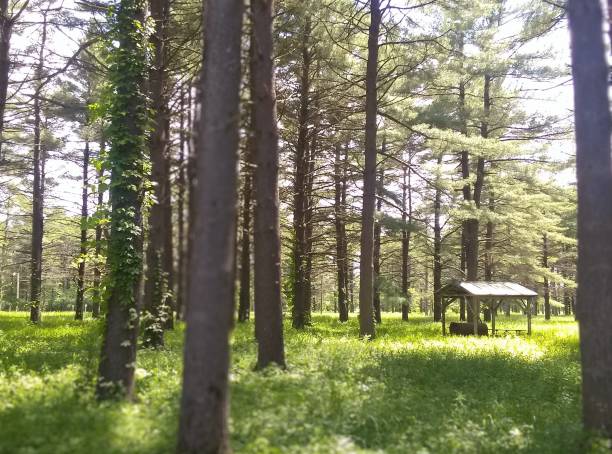 istock Picnic shelter in wooded state park 1400296872