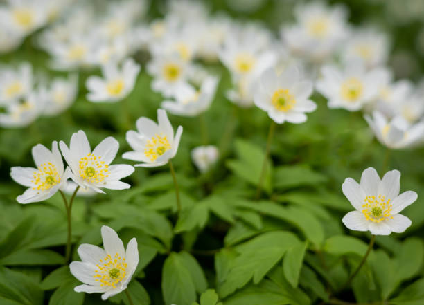istock White wood anemone flowers blooming in the springtime. 1400297514