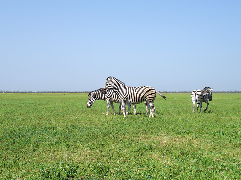 zebra pasturing in the grass