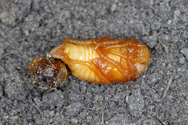 istock Summer Chafer, European June Beetle (Amphimallon solstitiale), pupa. 1400299419