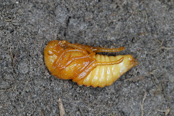 Summer Chafer, European June Beetle (Amphimallon solstitiale), pupa.