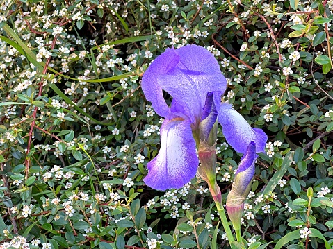 Iris blue and purple flower against evergreen shrub  cotoneaster dammeri with small white flowers.