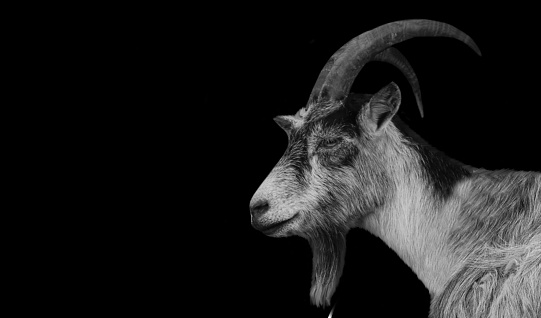 Big Horn Goat Closeup Face On The Black Background