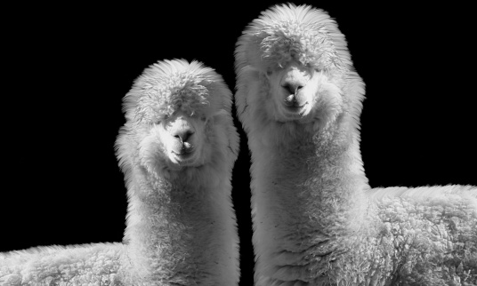 Two Woolly Llama Standing Together On The Black Background