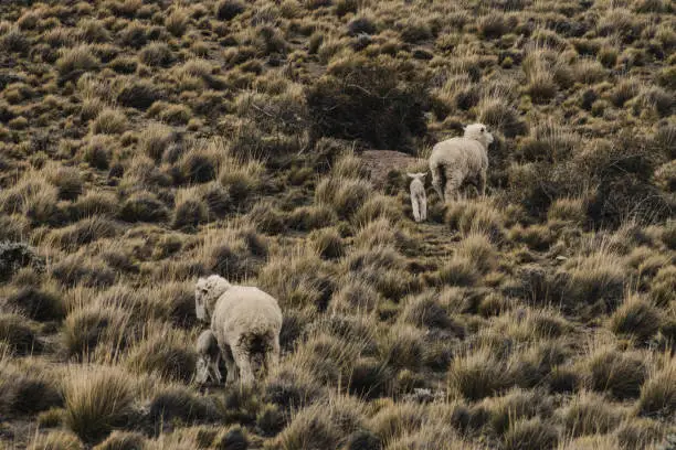 Family of patagonic sheep