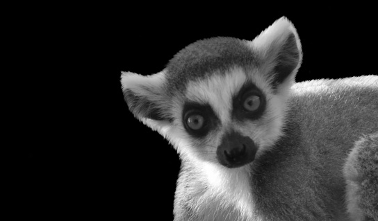 Wild Ring-tailed Lemur Closeup Face