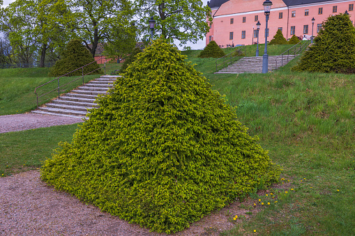 Close up view of bushes formed in green pyramid. Green trees and old pink building on background. Sweden. Uppsala.