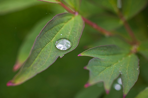 Macro view of raindrops on green peony leaves.