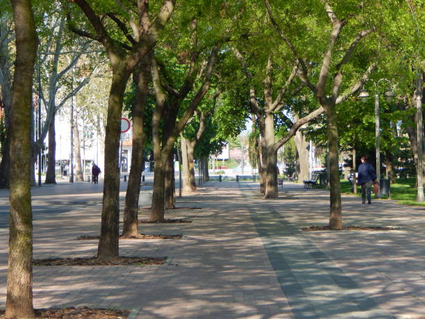 Tree lined walkway in the city park. Tree avenue