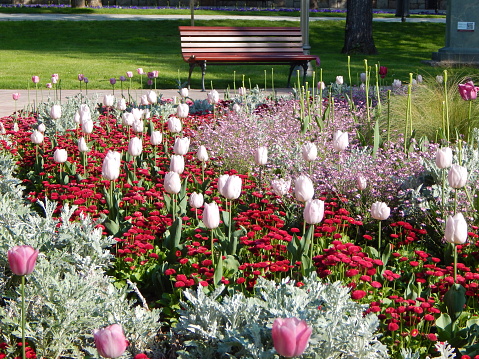 Springtime park. Beautiful flowers in front of the park bench