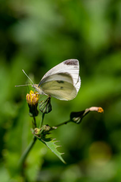 istock a White butterfly on a yellow bud 1400305154