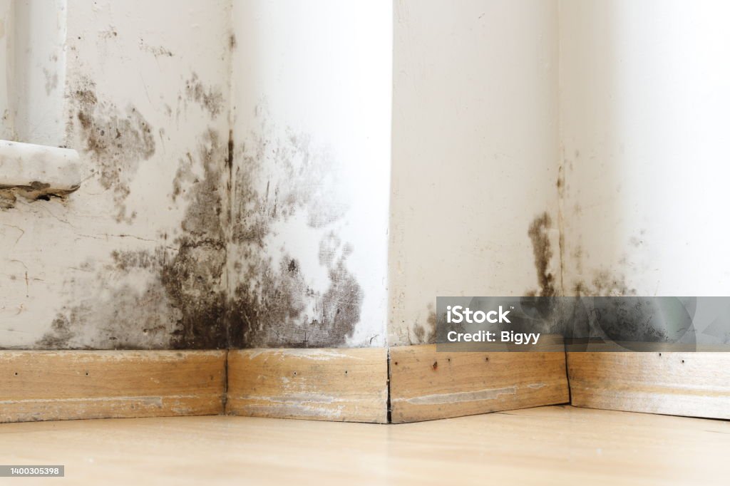 Damp buildings damaged by black mold and fungus, dampness or water. Damp buildings damaged by black mold and fungus, dampness or water. infiltration, insulation and mold problems in the wall of the house Fungal Mold Stock Photo